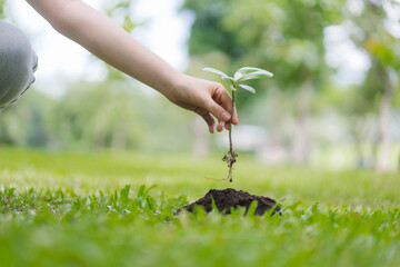 Planting Seedling in Garden