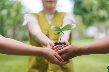 Hands Holding Seedling Together