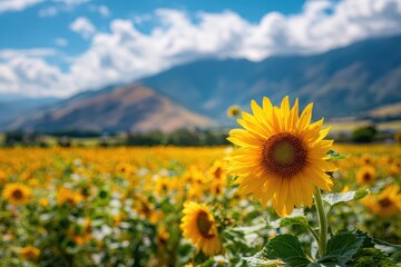 Obraz premium sunflower field in full bloom under strong summer sun