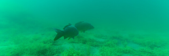 Zwei große Karpfen in einem See