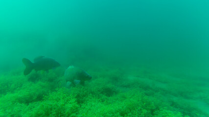 Zwei große Karpfen in einem See