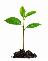 Green Seedling Sprouting from Soil Against White Background