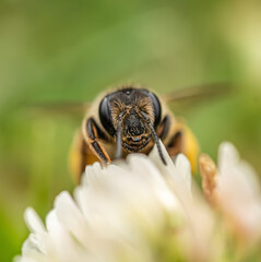 Eye to Eye with a Bee – Macro Pollinator Portrait in Action
