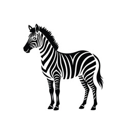 zebra isolated on white background