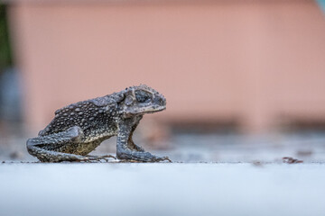 Adult toad with rough skin eyes closed standing on outdoor concrete facing right
