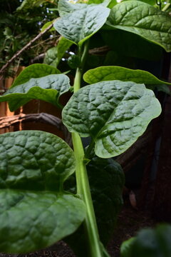 Lush, vibrant green Basella Alba leaves, commonly known as Malabar spinach, captured from a low angle, highlighting their organic texture and natural growth.