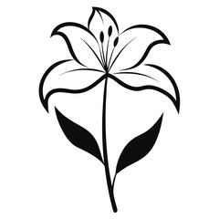 hybrid crinum flower isolated