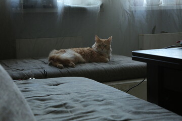 Orange maine coon cat relaxing lying on the sofa at home room interior, looking fun. Portrait with...