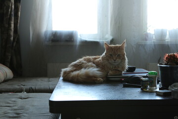 Orange maine coon cat relaxing lying on the notebook  on the table at home room interior, looking...