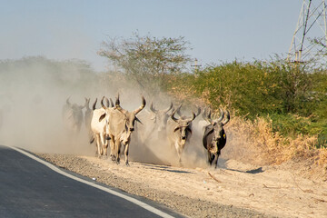 Kutchi Shepherd Leading Cows Through Barren Land in Rural Gujarat, India