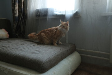 Orange maine coon cat relaxing lying on the sofa at home room interior, looking fun. Portrait with...