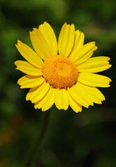 Foraging - Solitary, Yellow Crown Daisy - Glebionis coronaria. Also known as Garland daisy, garland...