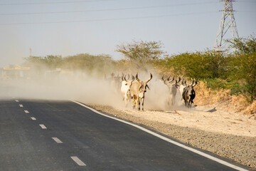 Kutchi Shepherd Leading Cows Through Barren Land in Rural Gujarat, India