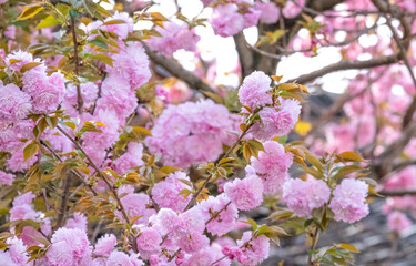beautiful bouquet pink Japanese cherry blossoms flower or sakura bloomimg on the tree branch.  Small fresh buds and many petals layer romantic flora in botany garden.