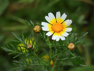 Foraging - Solitary, Crown Daisy - Glebionis coronaria. Also known as Garland daisy, garland...