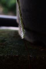 Captivating close-up of a fuzzy, green plant stem descending against a dark, blurred background,...