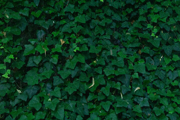 Dense wall covered in dark green ivy leaves creating a natural textured background, suitable for...