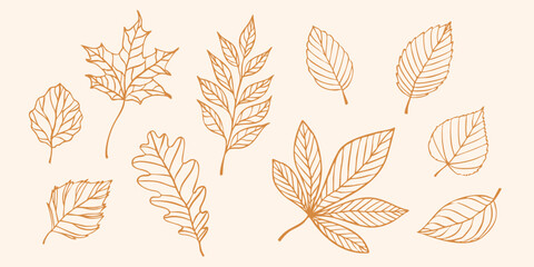 Hand drawn collection of autumn leaves in line art style on beige background