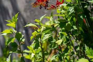 Jardin paysager aménagé par une entreprise spécialisée, avec pelouse, massifs fleuris, arbustes...