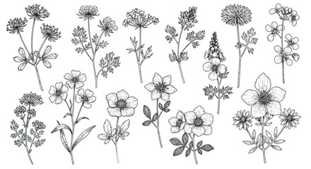 Hand drawn floral vector illustration - botanical elements for design, print, and decoration
