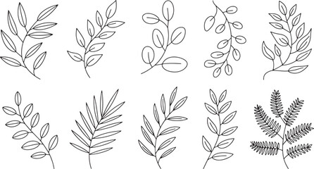 Delicate botanical line art featuring various leaf branches leaves