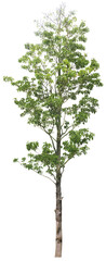 tree isolated on white background