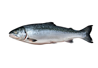 Obraz premium Fresh salmon fish isolated on white or transparent background, ideal for culinary, seafood packaging, or healthy eating design. PNG format.