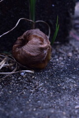 Close-up of a withered, textured fruit or seed pod on a dark, earthy ground with hints of green,...
