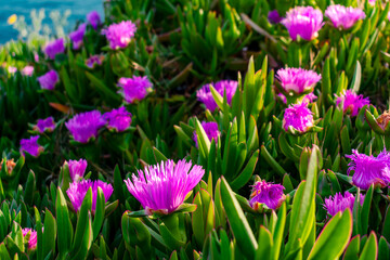  Close-up of blooming purple flowers of ice plant (Carpobrotus edulis) on a coastal slope in Antalya. The bright petals and thick green leaves contrast beautifully with the seaside light.