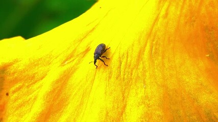 Weevil on a yellow leaf Garden iris, Ukraine