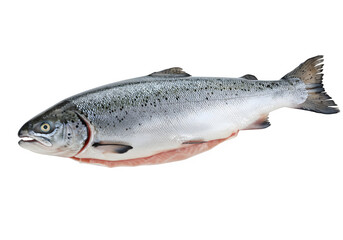 Naklejka premium Fresh salmon fish isolated on white or transparent background, ideal for culinary, seafood packaging, or healthy eating design. PNG format.