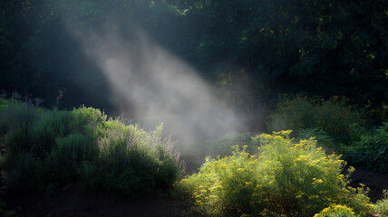 Fototapeta premium Sunlit garden with visible vapor trails, lush green foliage, yellow flowers, peaceful morning atmosphere