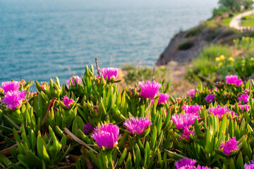  Purple ice plant flowers blooming along a rocky coast in Antalya, Turkey. The lush green foliage and vibrant blossoms create a vivid foreground against the calm sea horizon.