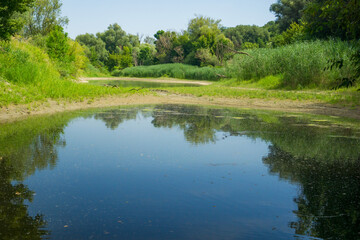 Serene carp pond in austria surrounded by lush green trees and reeds under a clear sky, reflecting...