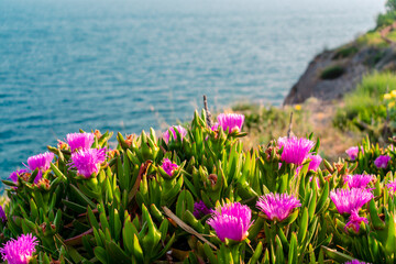  Purple ice plant flowers blooming along a rocky coast in Antalya, Turkey. The lush green foliage and vibrant blossoms create a vivid foreground against the calm sea horizon.
