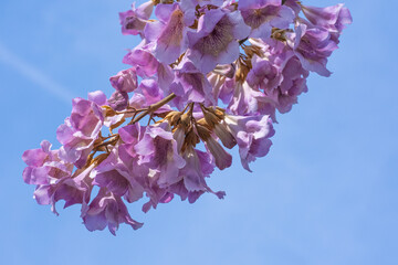 Pinkish-purple flowers in full bloom and buds with delicate petals forming a large bouquet in a public park against a blue sky background
