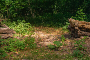 Sunlit forest clearing with fallen logs and lush green undergrowth, creating a peaceful natural scene, suitable for outdoor recreation, environmental studies, and nature photography © Lana Pietukhova
