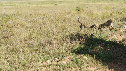 Cheetahs Gracefully Move in Motion Across the Wide Open African Savanna Landscape Serengeti