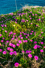  Purple ice plant flowers blooming along a rocky coast in Antalya, Turkey. The lush green foliage and vibrant blossoms create a vivid foreground against the calm sea horizon.