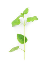 Fresh green lemon balm leaves isolated on white, top view