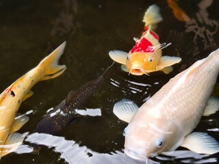 Colorful ornamental Koi Fish Swimming in a Garden Pond