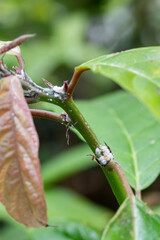 Mealybug colony invading plant, gradually killing it by sucking out vital juices. Pest infestation,...