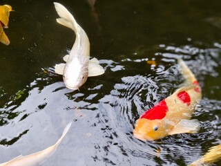 Colorful ornamental Koi Fish Swimming in a Garden Pond