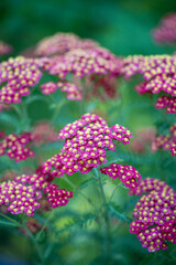 Red Common Yarrow or cut grass flowers in summertime. Ornamental plant Achillea millefolium (Paprika) in bloom growing in garden closeup