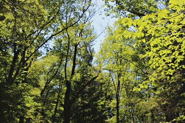 green leaves and sun