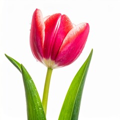 Naklejka premium Red and White Tulip Closeup
