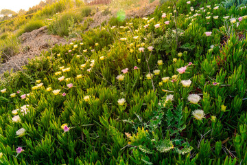  Colorful ice plant flowers in bloom, covering the ground with purple and white blossoms among green succulent leaves.