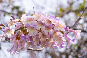 Pink flowers in full bloom and buds with delicate petals forming a large bouquet in a public park...