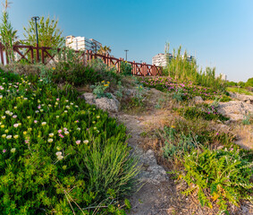  Pink ice plants bloom at the base of a wooden fence in Antalya, with modern buildings behind and the sea nearby. A lush and vibrant coastal corner.