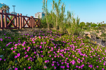 Pink ice plants bloom at the base of a wooden fence in Antalya, with modern buildings behind and the sea nearby. A lush and vibrant coastal corner.